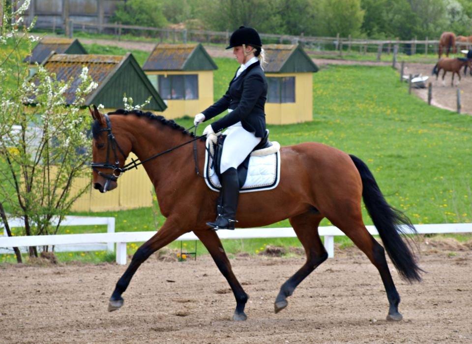 Dansk Varmblod Tanholms Triumph billede 3