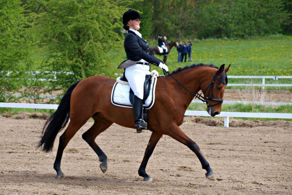 Dansk Varmblod Tanholms Triumph - TT og jeg til holbæks c-stævne d. 11.5.13 billede 2