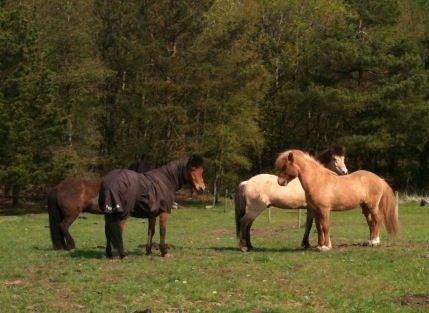 Islænder Kvistur fra Merkivoll (solgt) billede 9