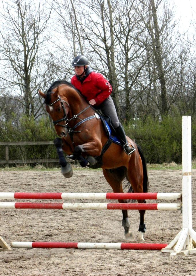 Dansk Varmblod Hoeck's Caliscan billede 9