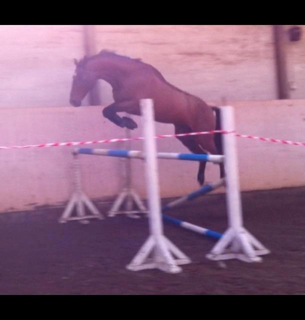 Dansk Varmblod Hoeck's Caliscan billede 12