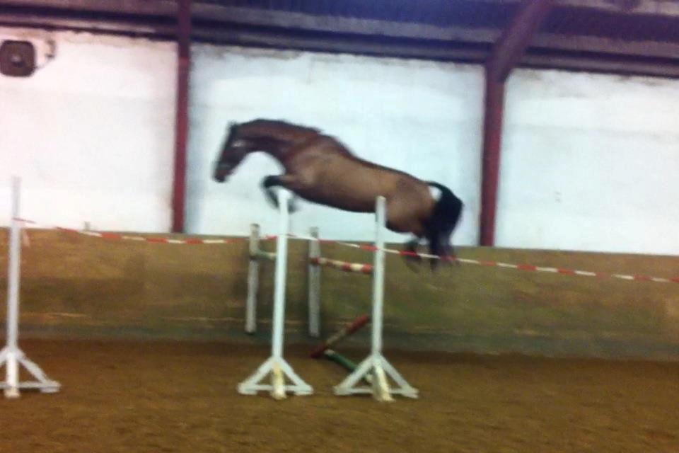 Dansk Varmblod Hoeck's Caliscan billede 19