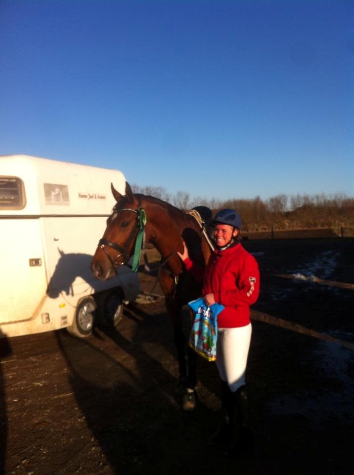 Dansk Varmblod Hoeck's Caliscan billede 18