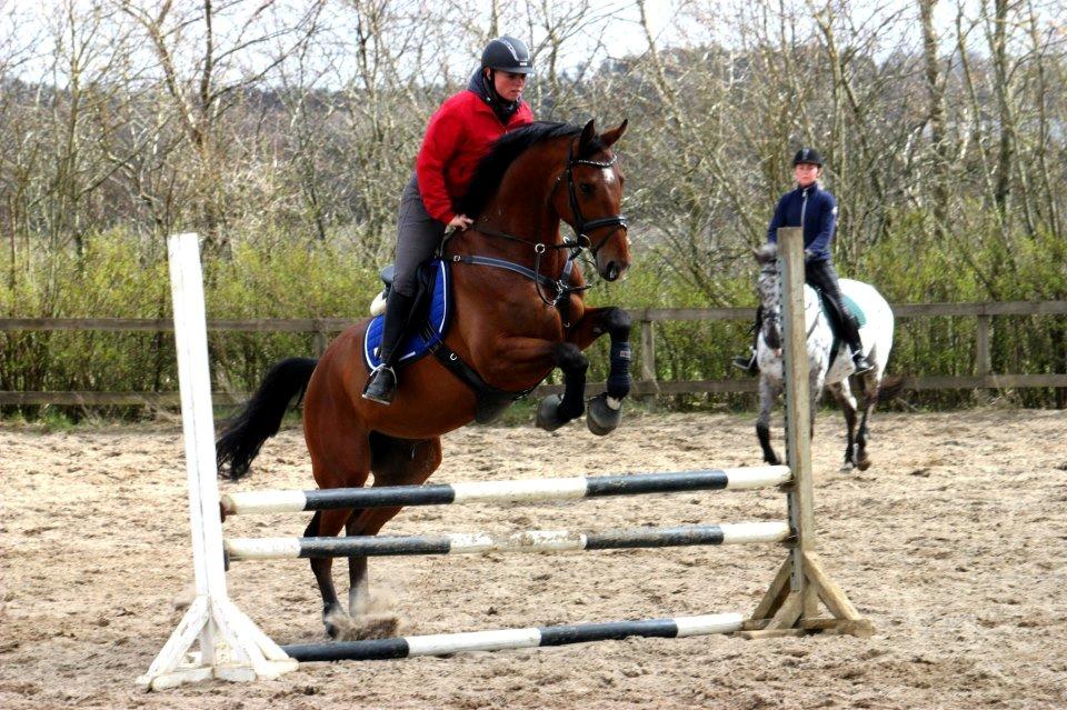 Dansk Varmblod Hoeck's Caliscan billede 11