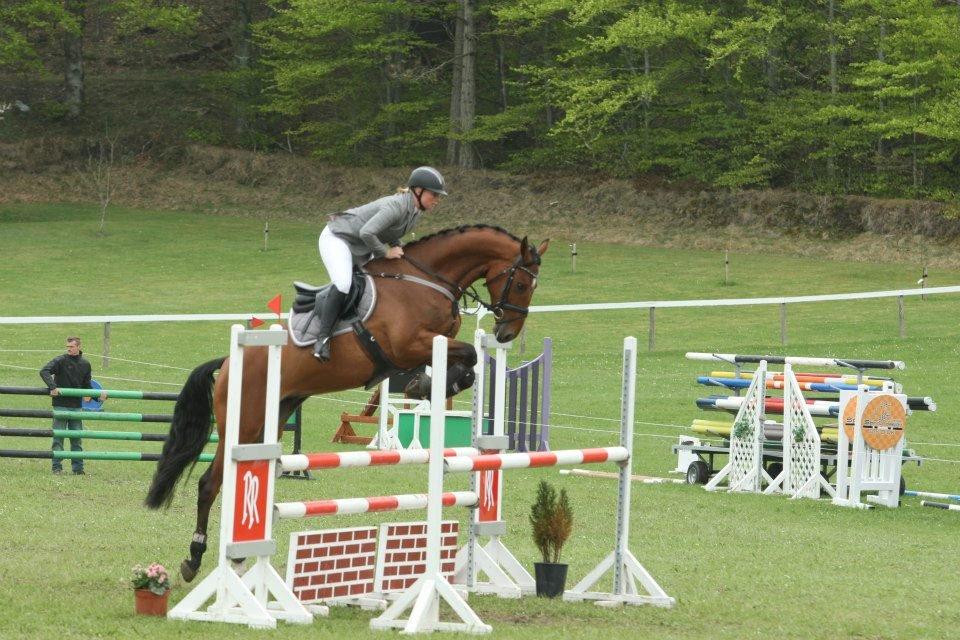 Dansk Varmblod Hoeck's Caliscan billede 7