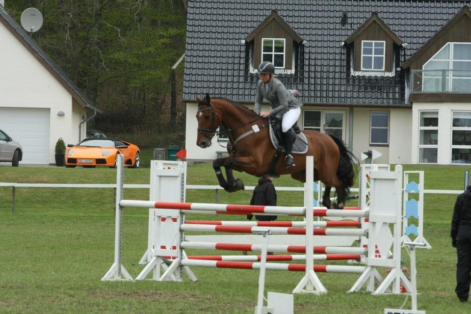 Dansk Varmblod Hoeck's Caliscan billede 8