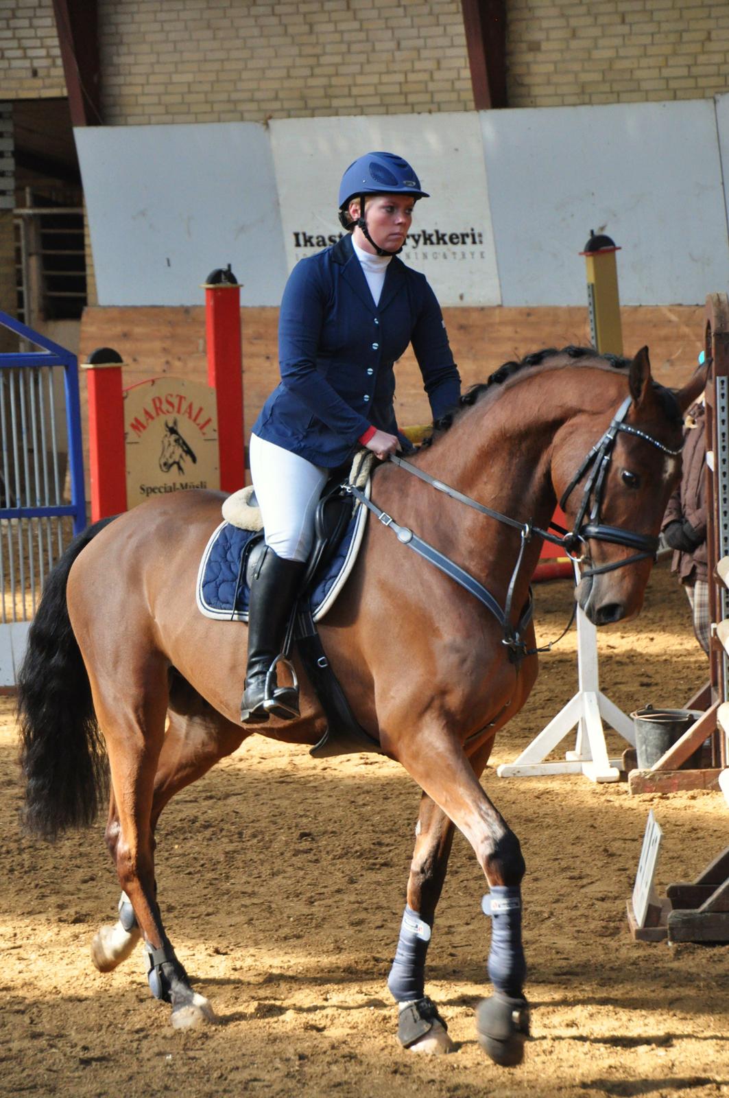 Dansk Varmblod Hoeck's Caliscan billede 15