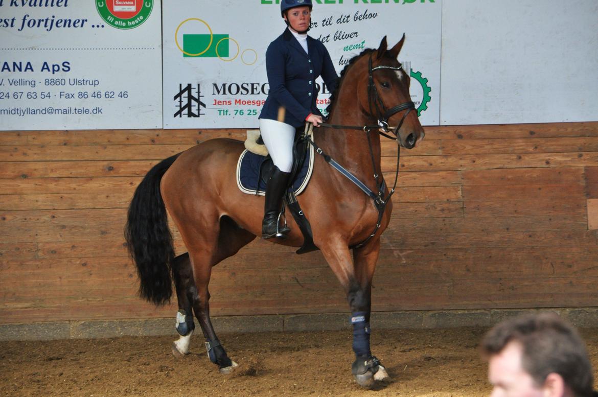 Dansk Varmblod Hoeck's Caliscan billede 16