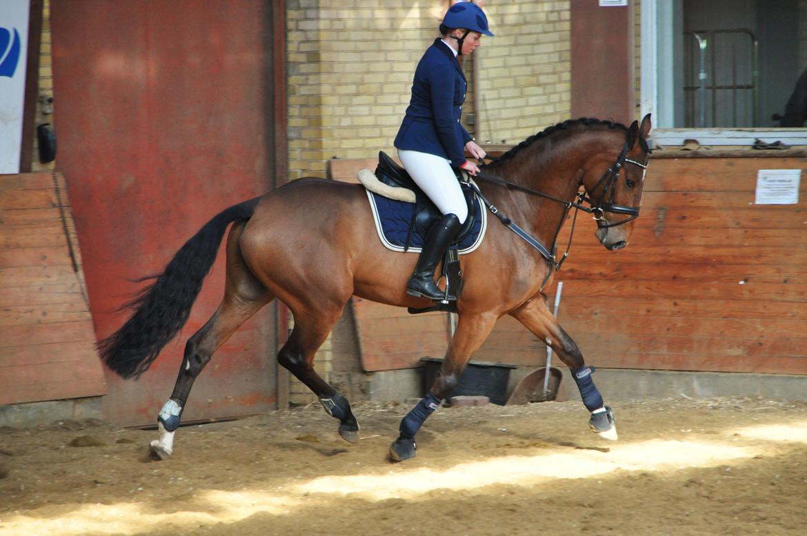 Dansk Varmblod Hoeck's Caliscan billede 14