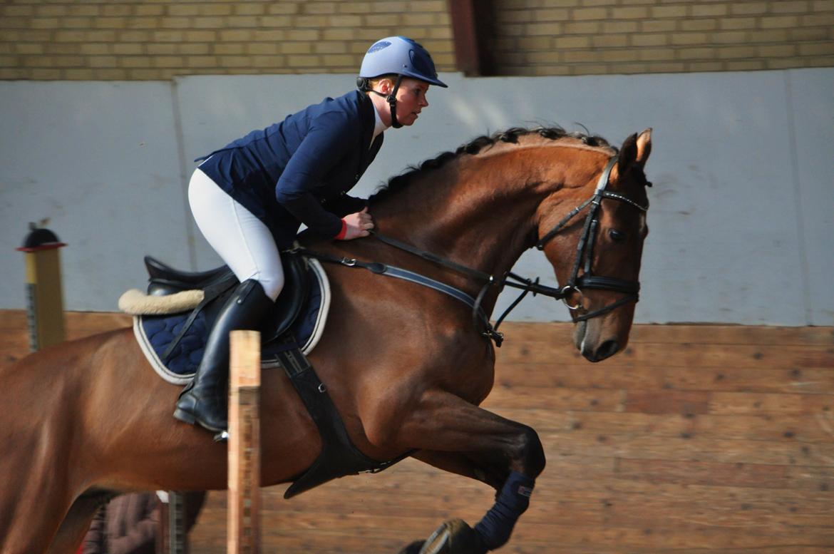 Dansk Varmblod Hoeck's Caliscan billede 17