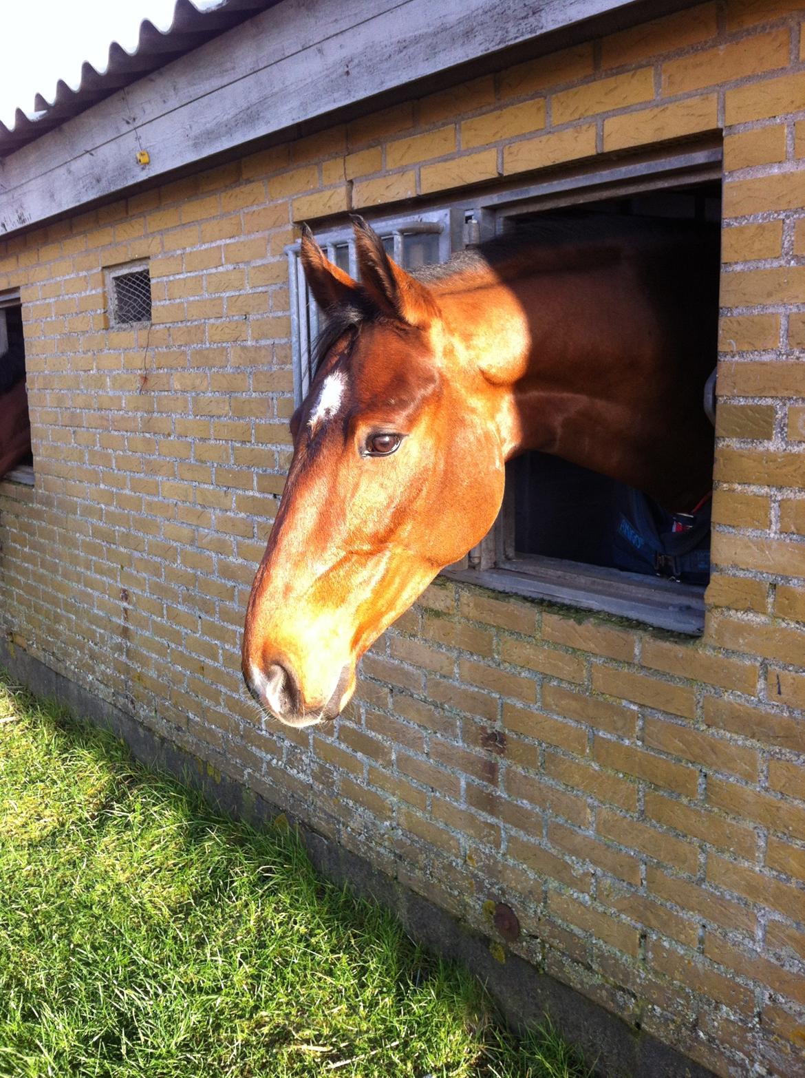 Dansk Varmblod Hoeck's Caliscan billede 20