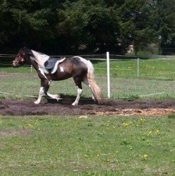 Irish Cob Maddie billede 13