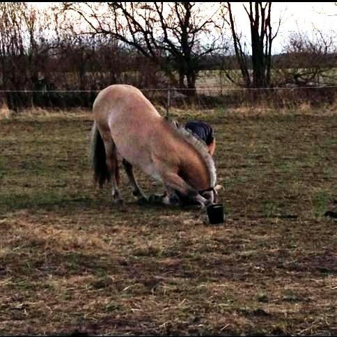 Fjordhest Oscar Vårby billede 30