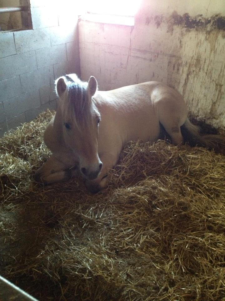 Fjordhest Oscar Vårby billede 36