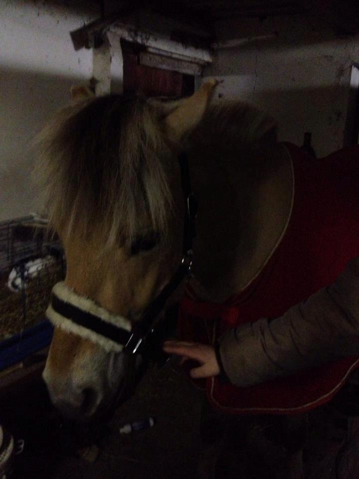 Fjordhest Oscar Vårby billede 32