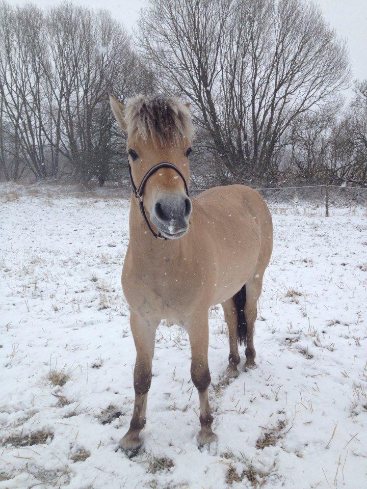 Fjordhest Oscar Vårby billede 27