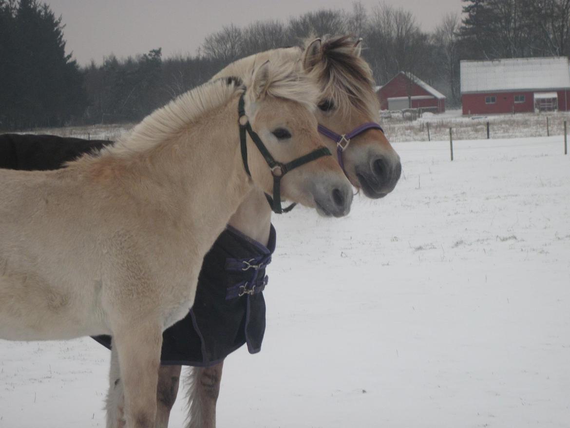 Fjordhest Oscar Vårby - Oscar og Fanta billede 29