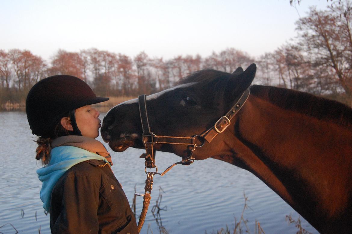 DSP Bæklunds Capone A-PONY billede 2