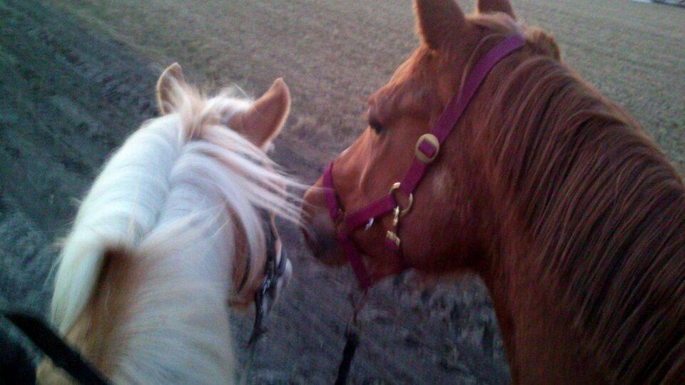 Anden særlig race Ferrero - På tur som håndhest - Forår 2013 (Sammen med Toby) billede 12