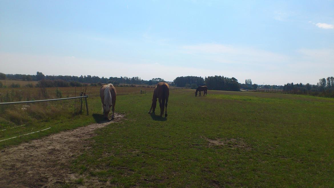 Anden særlig race Ferrero - Lige kommet hjem - august 2012 (Går sammen med Toby) billede 4