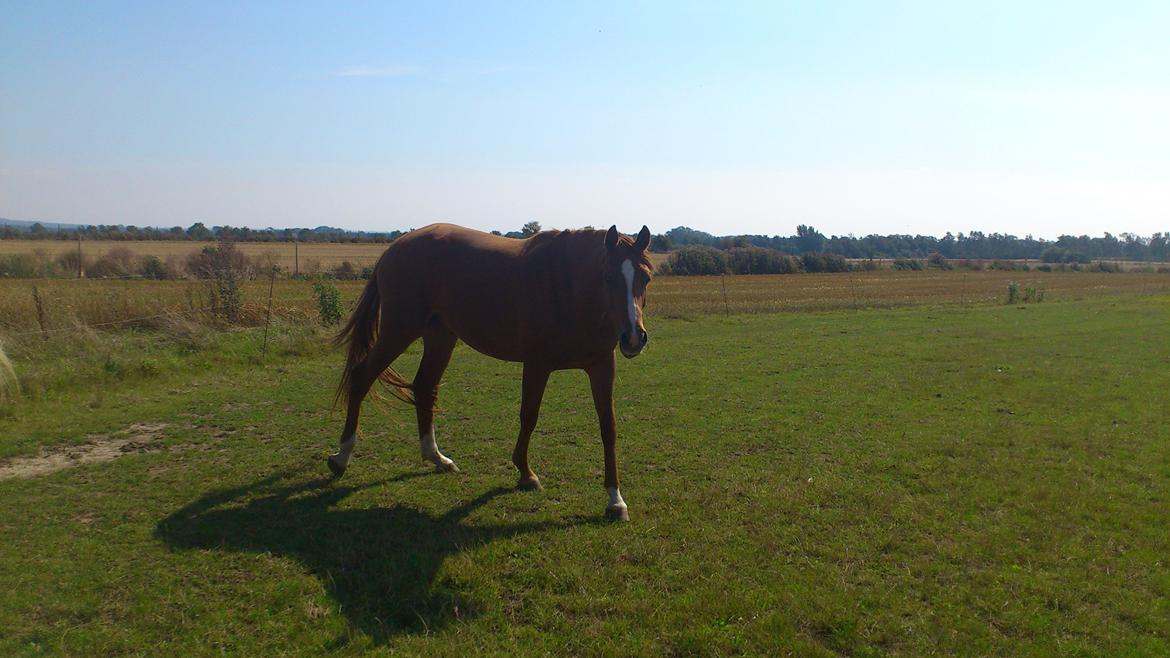 Anden særlig race Ferrero - Lige kommet hjem - august 2012 (Går sammen med Toby) billede 5