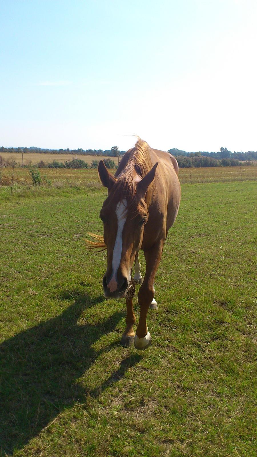 Anden særlig race Ferrero - Lige kommet hjem - august 2012 (Går sammen med Toby) billede 6