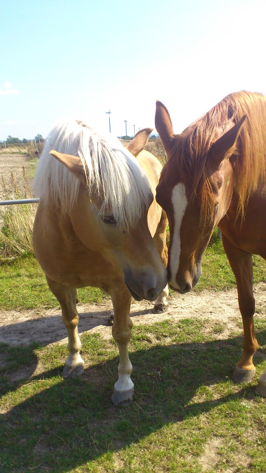 Anden særlig race Ferrero - Lige kommet hjem - august 2012 (Går sammen med Toby) billede 7