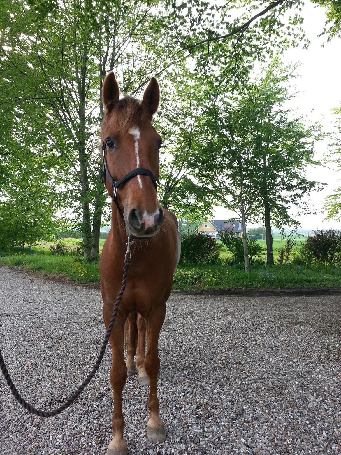 Anden særlig race Ricardo - min smukke prins <3  billede 26