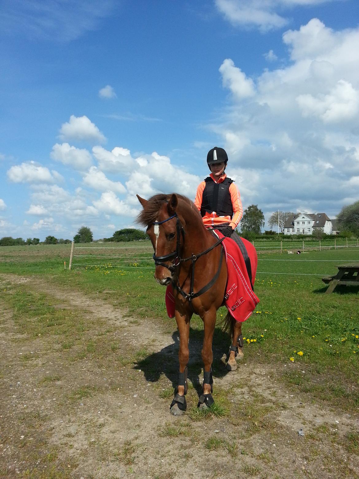 Anden særlig race Ricardo billede 28