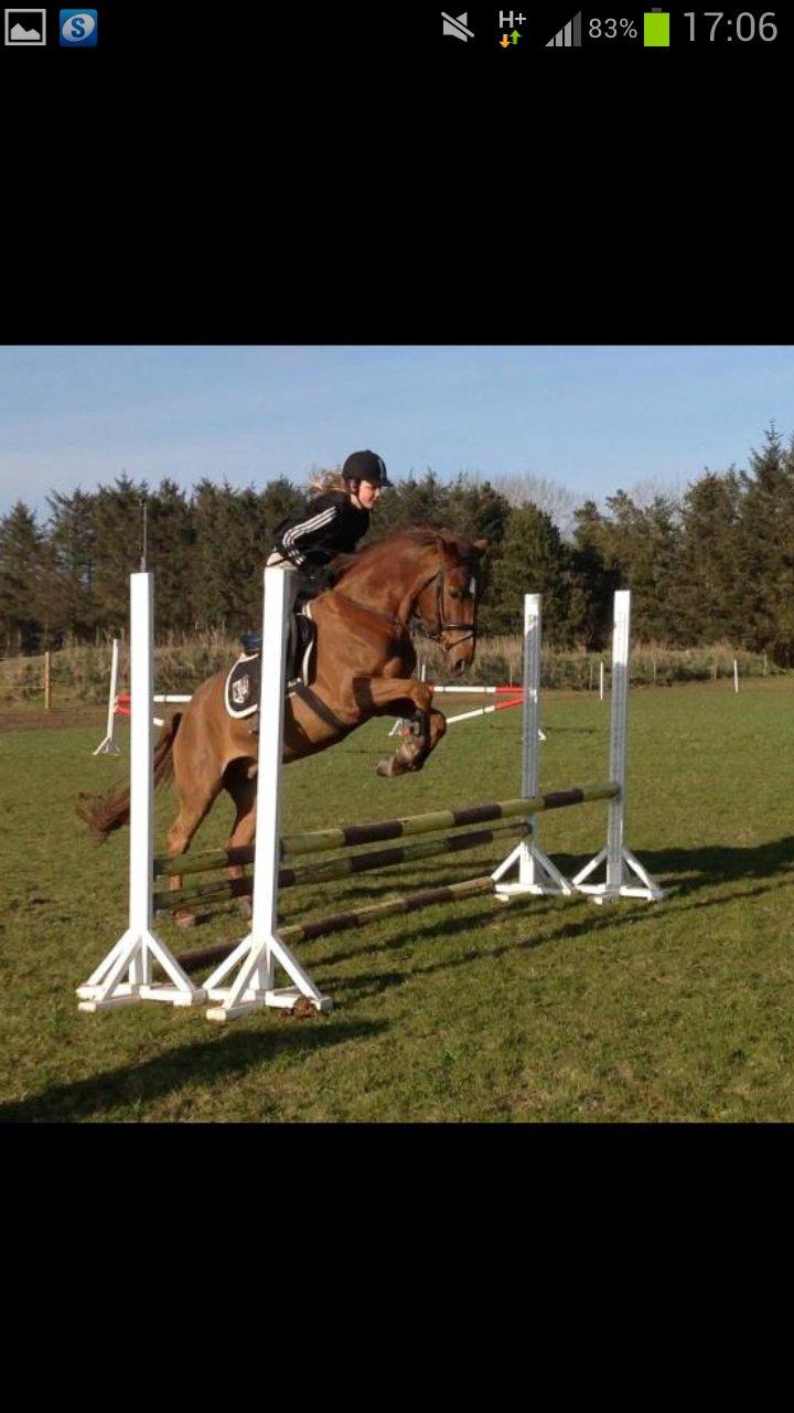 Anden særlig race Ricardo billede 29