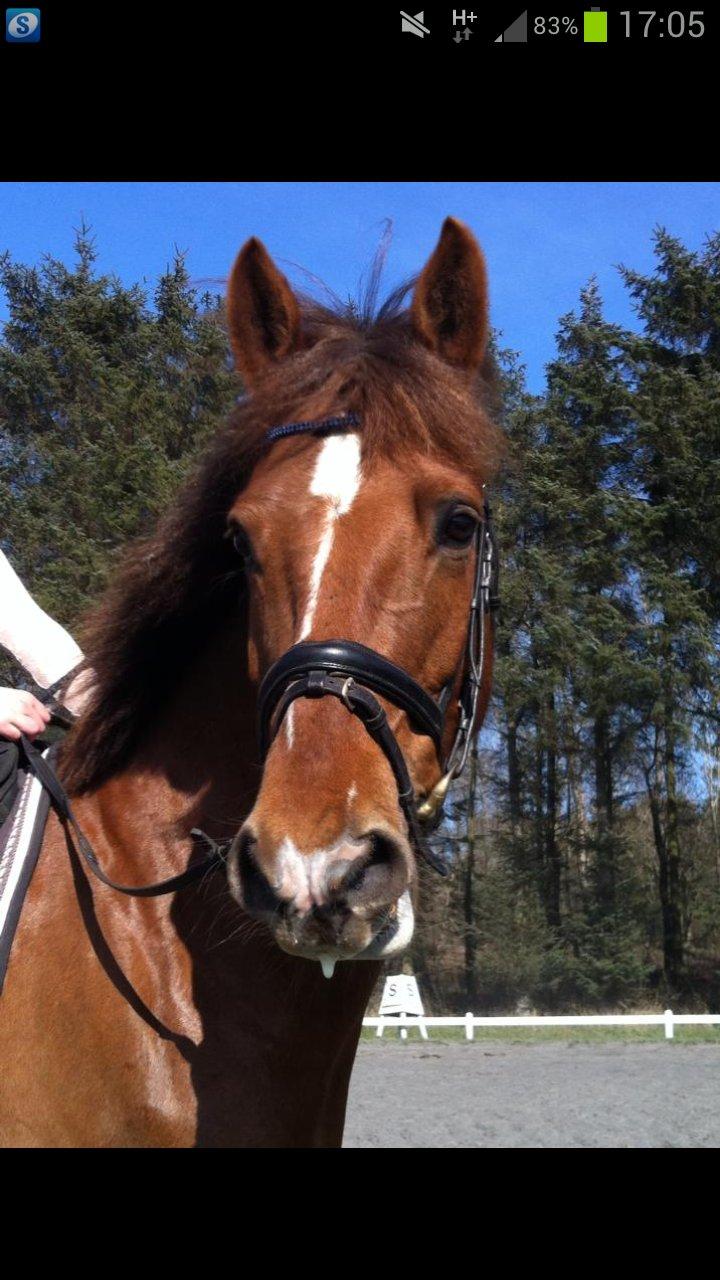 Anden særlig race Ricardo billede 30