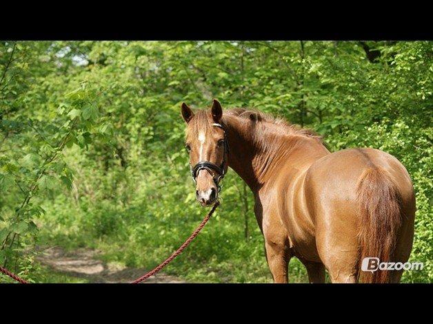 Anden særlig race Ricardo billede 32