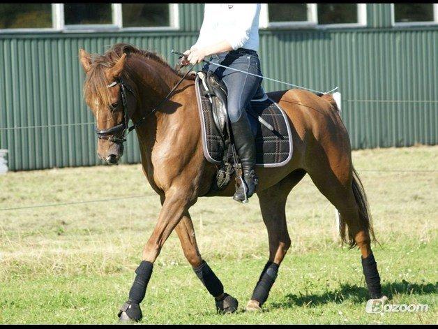Anden særlig race Ricardo billede 7