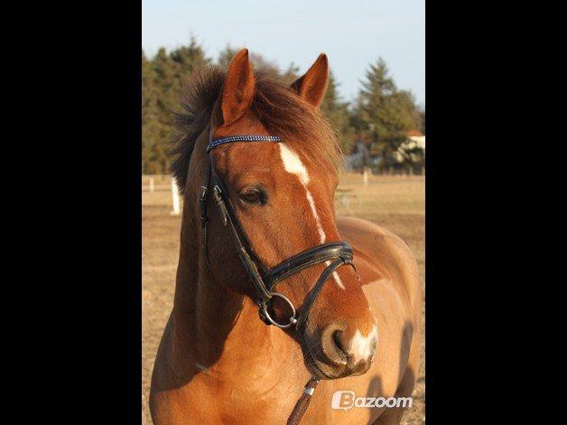 Anden særlig race Ricardo billede 9