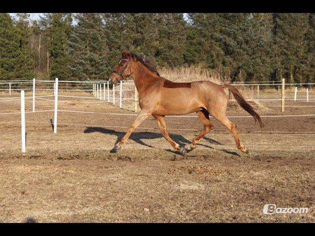 Anden særlig race Ricardo billede 27