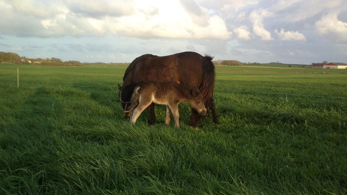Shetlænder Samson billede 8