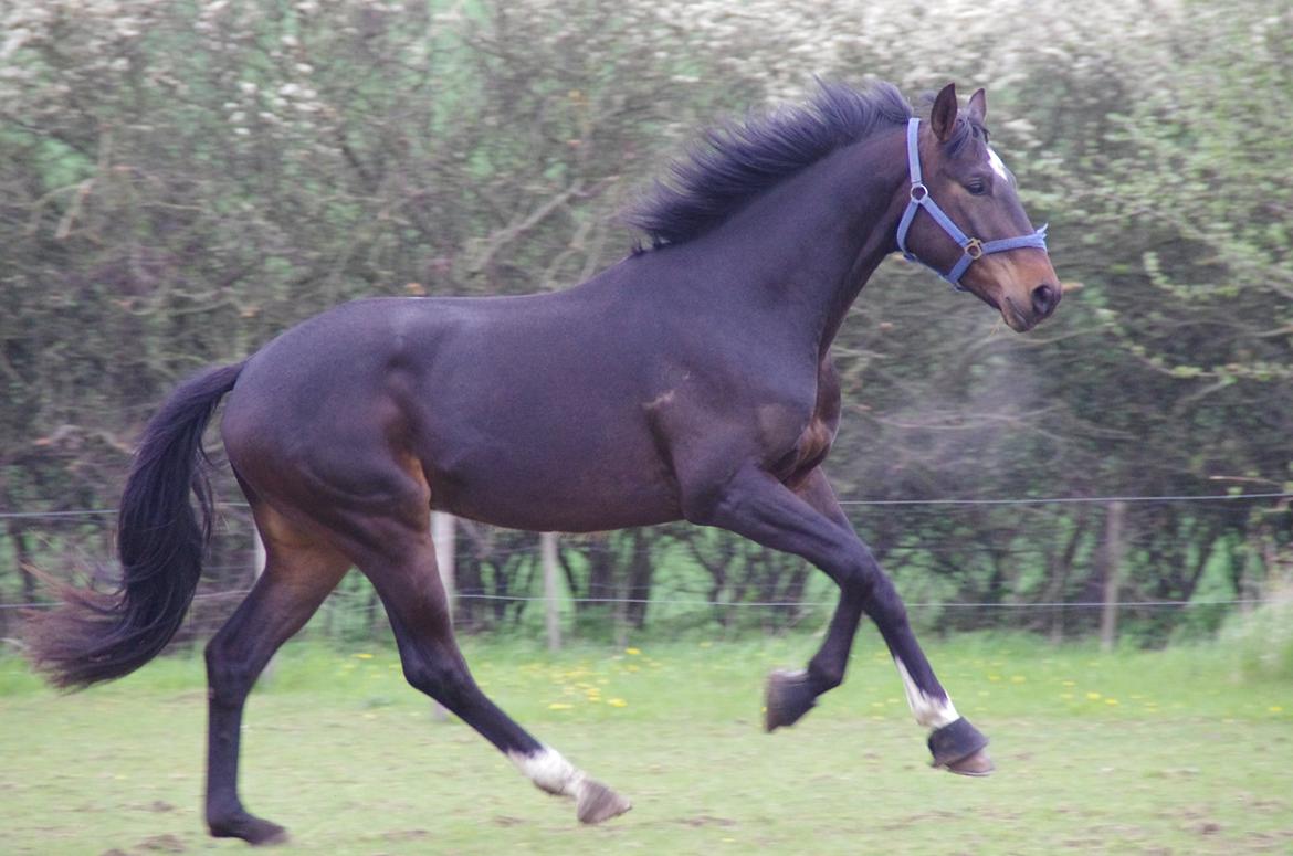 Dansk Varmblod Baunehøjens Fürst Flügger billede 14