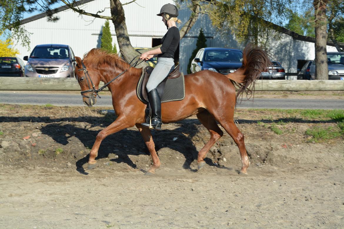 Anden særlig race Potter (Rideskole hest) - Træning.  billede 19