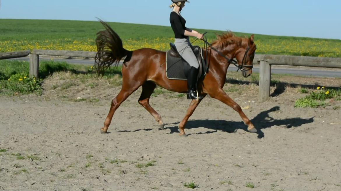 Anden særlig race Potter (Rideskole hest) - Træning. billede 4