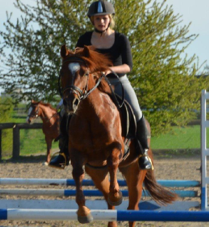 Anden særlig race Potter (Rideskole hest) - Hygge spring - Tak fordi du kiggede med her på Potters profil. :-)
Smid gerne en bedømmelse, og en kommentar. billede 20