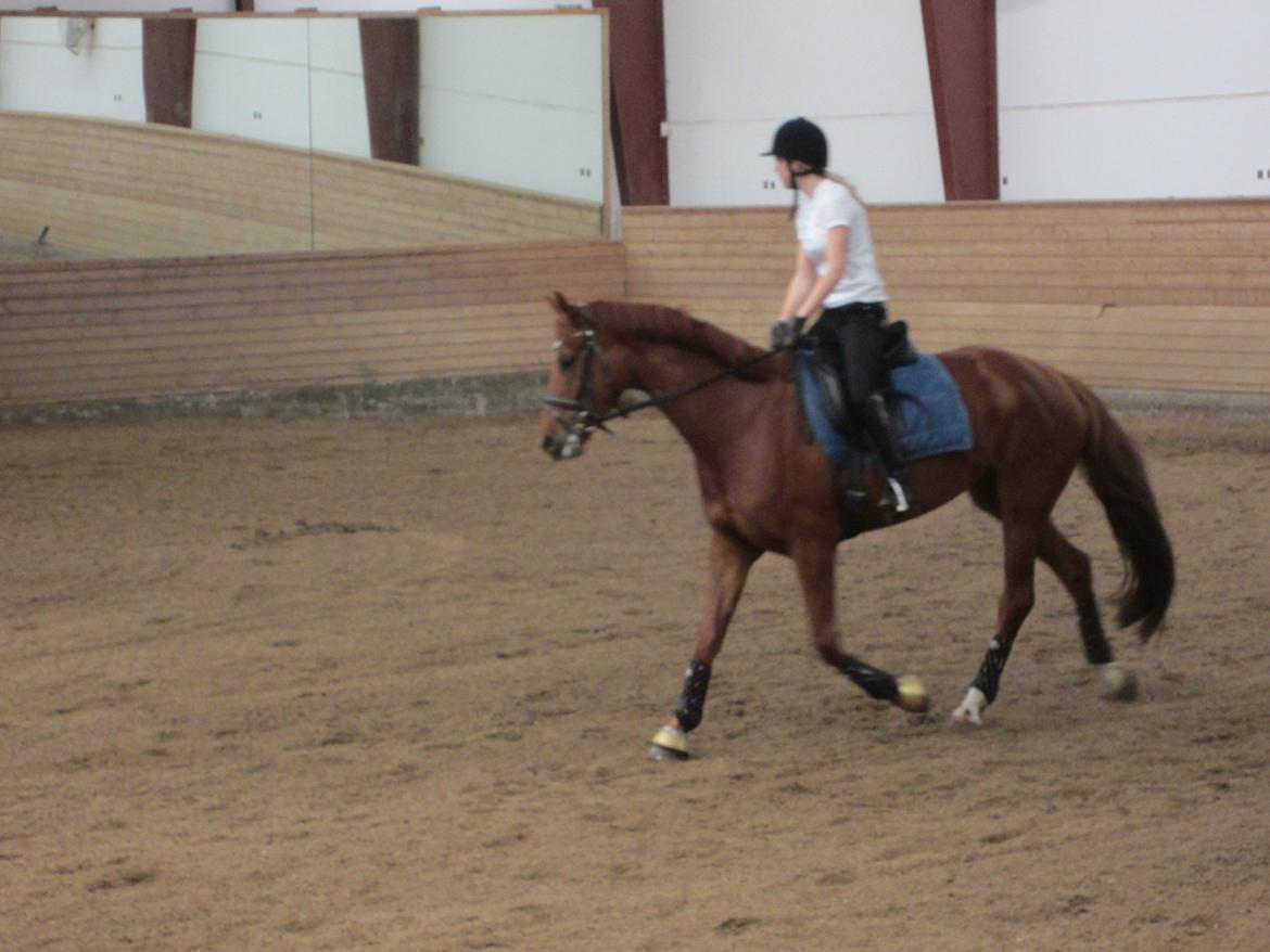 Dansk Varmblod Golden Three - Første gang jeg rider hende helt selv uden berideren er til stede :-)  billede 16