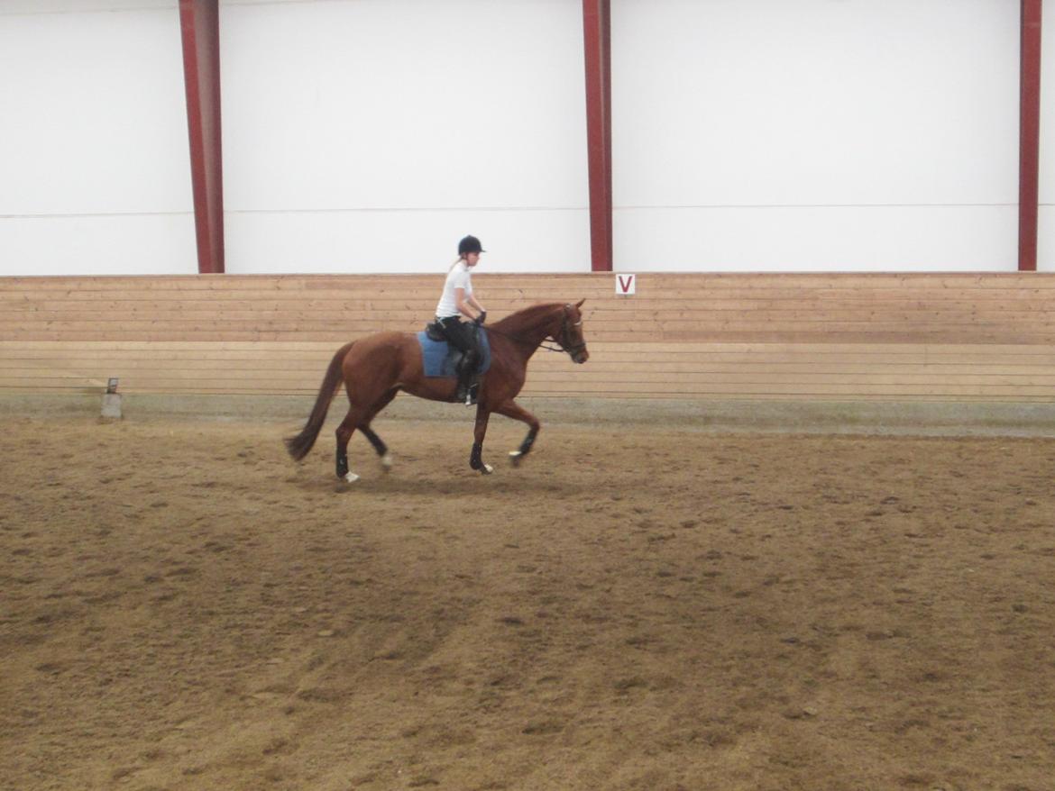 Dansk Varmblod Golden Three - Første gang jeg rider hende helt selv uden berideren er til stede :-)  billede 17