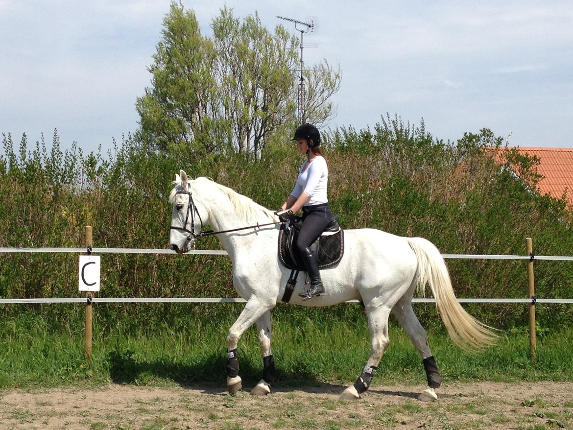 Holstener Magnus billede 5