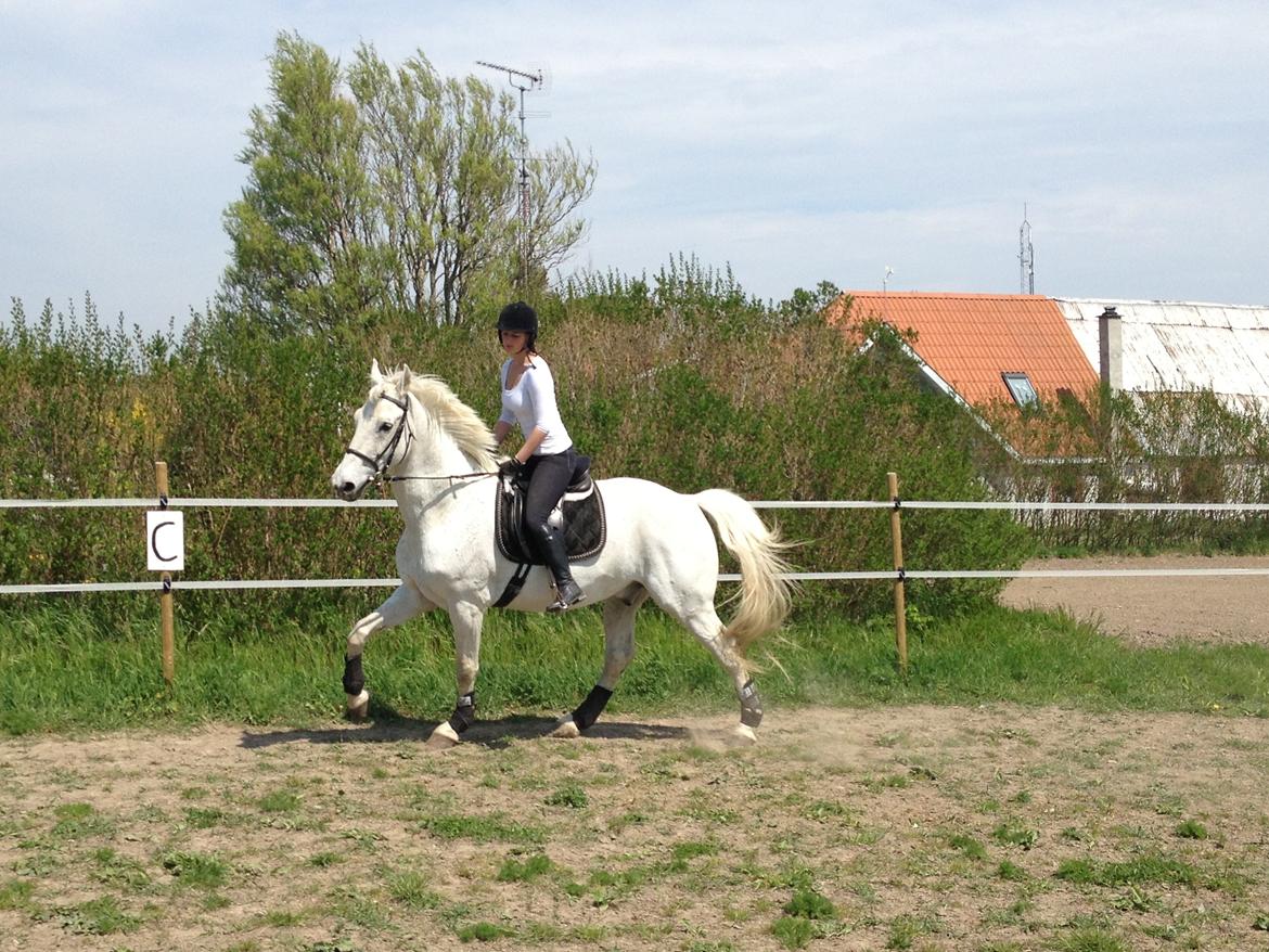 Holstener Magnus billede 6
