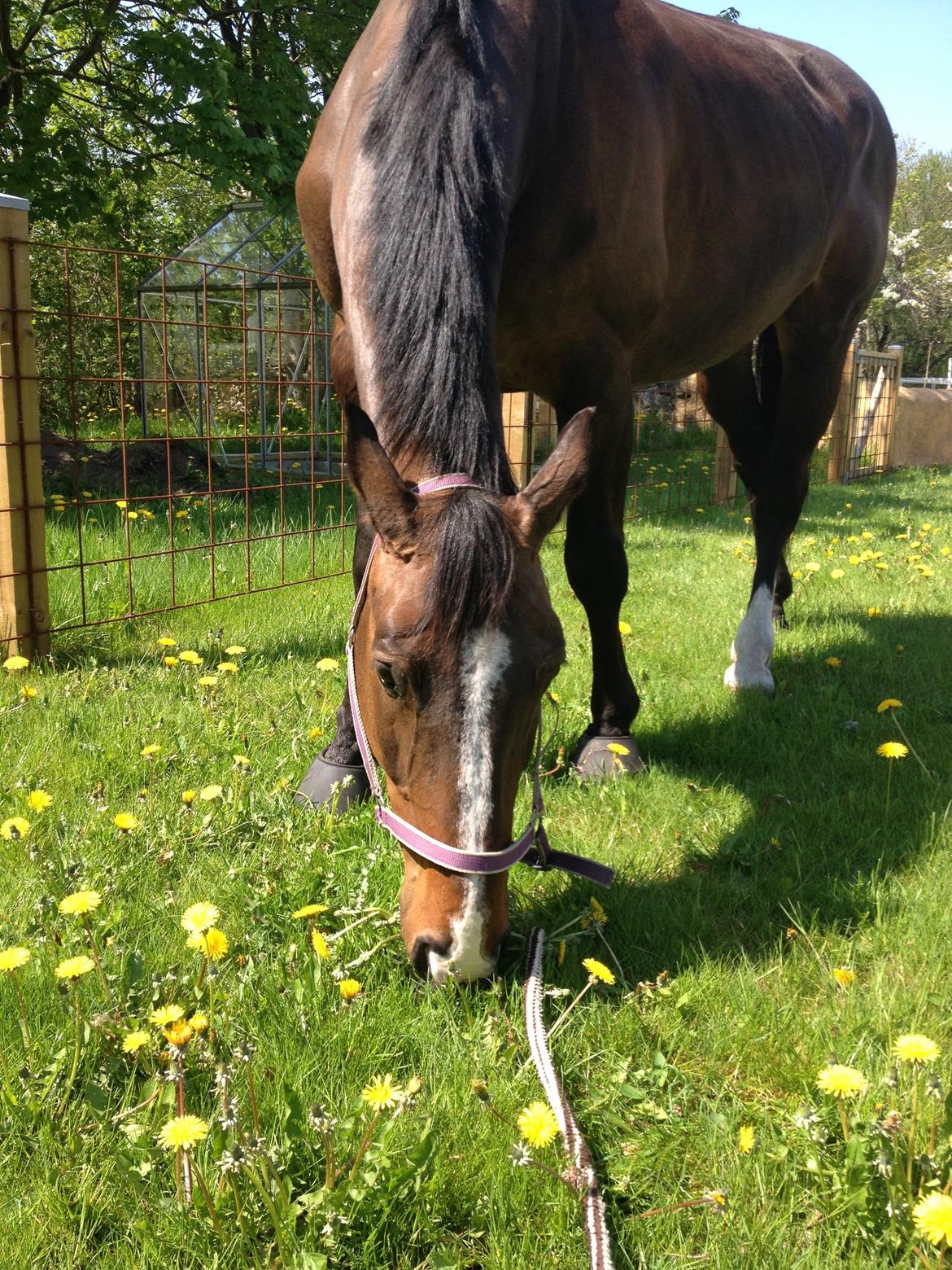 Dansk Varmblod Chrevi's castellano billede 9