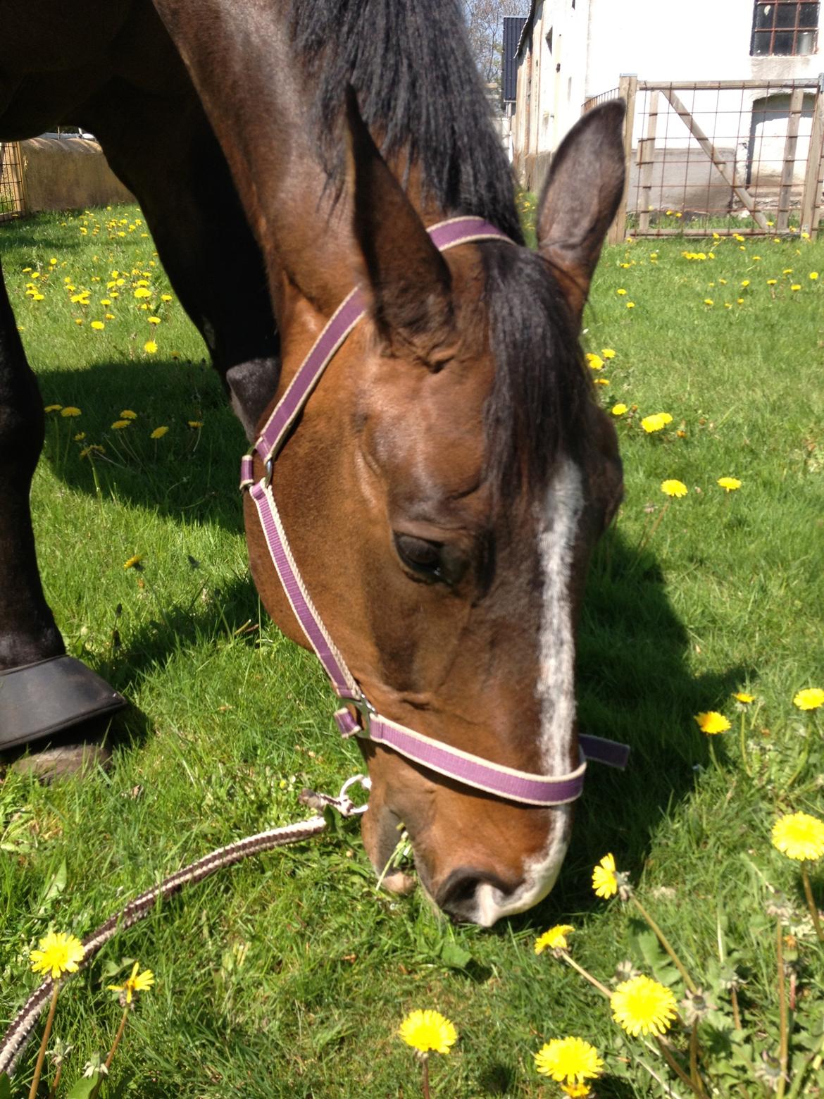 Dansk Varmblod Chrevi's castellano billede 10