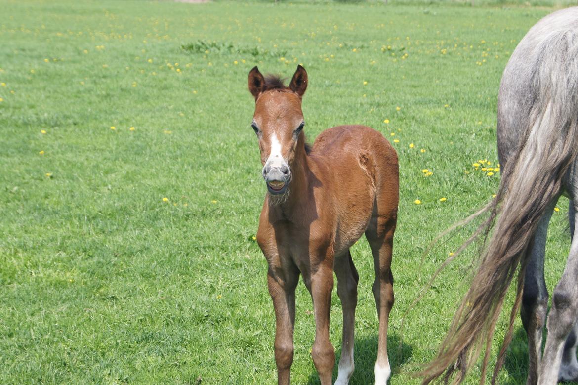 Welsh Pony (sec B) Bjerregårds Casia billede 13