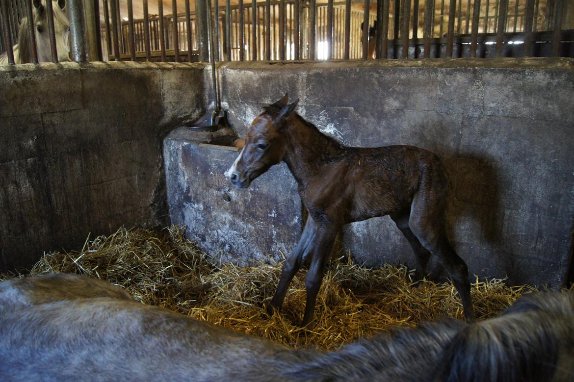 Welsh Pony (sec B) Bjerregårds Casia - Lige blevet født, ca.30 min gammel :) billede 15