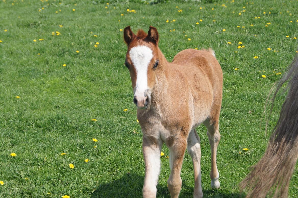 Welsh Pony (sec B) Bjerregårds Matiné billede 19