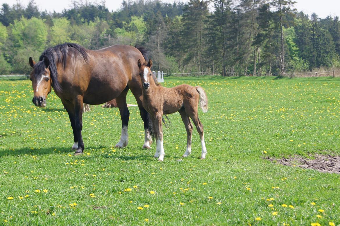 Welsh Pony (sec B) Bjerregårds Diego billede 5